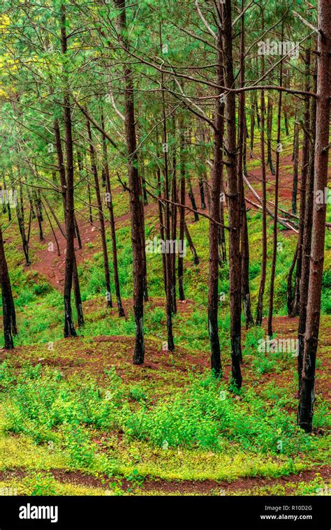 Tree Forest In Bach Kande Lohaghat Uttarakhand Stock Photo Alamy