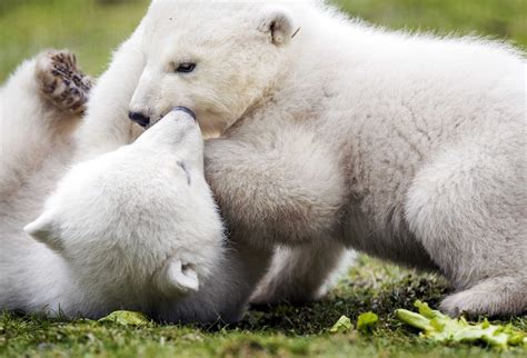 Polar Bears Remain A Threatened Species The Us Los Angeles Times