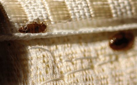 You Brought Bed Bugs Home Now What Bed Bug Control