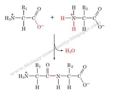 Ada dua langkah dalam sintesis protein. Apa Itu Protein Fungsional - Evolusi Terarah Dari Reseptor Protein Digabungkan Dalam Ragi Untuk ...
