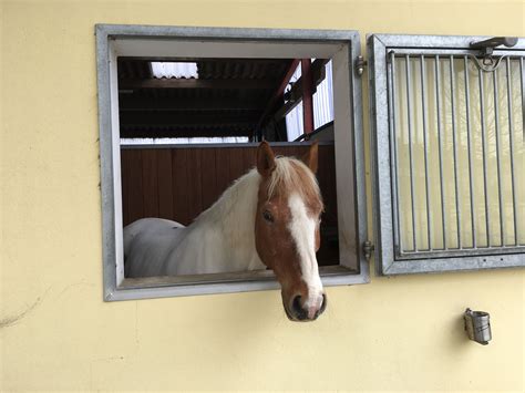Haus braunschweig liegt im stadtteil lehndorf. Josh unser Pferd - Kinderheim Haus Regenbogen