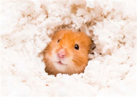 Best Hamster Bedding Burrowing Substrate Nesting Material And Litter