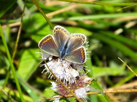 Common Blue Butterfly Polyommatus Icarus Exeter Forest But Flickr