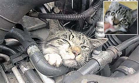 Cat Survives After Trapped For 20 Miles In A Car Engine Cats Kittens