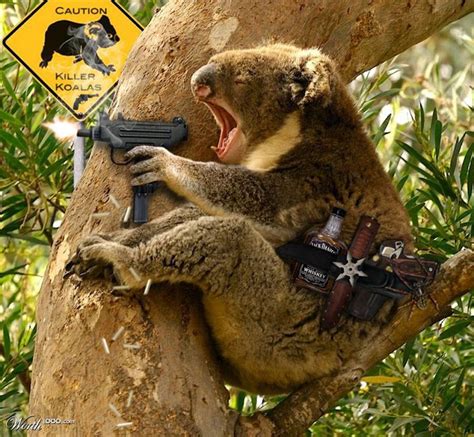 Funny Koala Koala Drop Bear