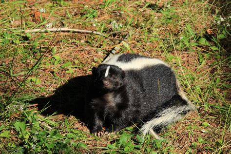 What Can Be Done About Skunks Digging Up Lawn Animal Control