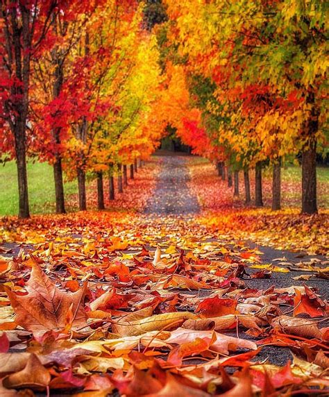 Portland Oregon” Autumn Scenery Autumn Scenes Fall Pictures