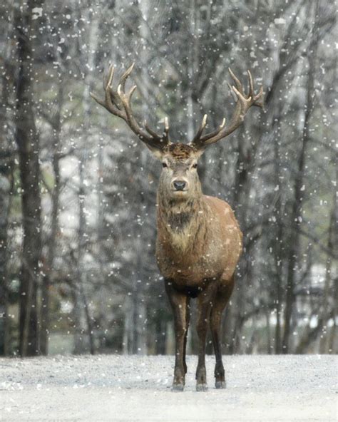 Winter Elk Wallpaper