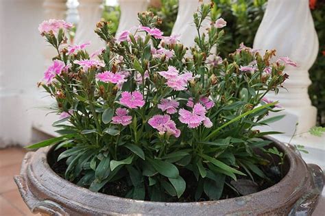 Dianthus Flowers Buying And Growing Guide
