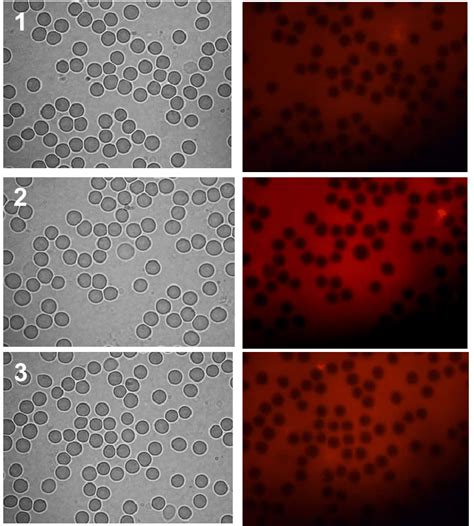 Human Erythrocytes 1 In The Intact Erythromass 2 And 3 After The