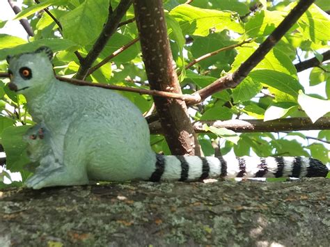 Ring Tailed Lemur Aaa Animal Toy Blog