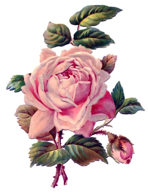 Victorian Roses Clip Art Vintage Vintage Png Images Vintage Vintage