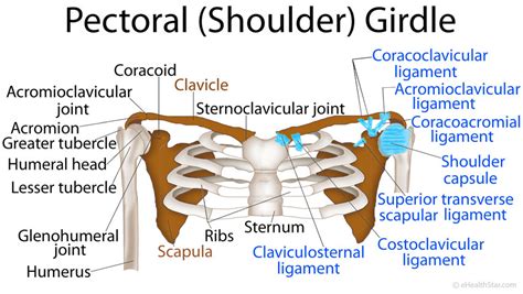 Pectoral Girdle Anatomy Bones Muscles Function Diagram Ehealthstar