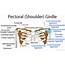 Pectoral Girdle Anatomy Bones Muscles Function Diagram  EHealthStar