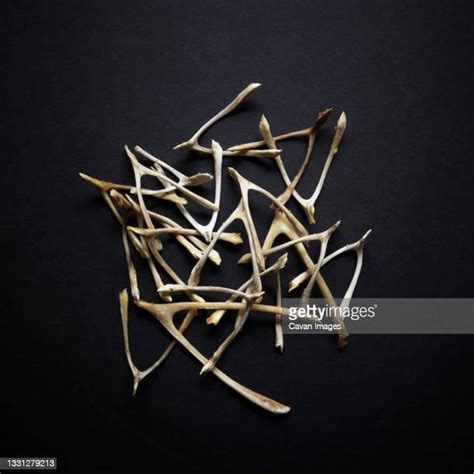 Pile Of Bones Photos And Premium High Res Pictures Getty Images