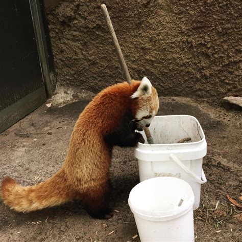 Red Panda Keta Giving Keeper Jess A Helping Paw With The Cleaning At