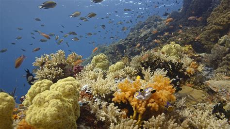 New Film Explores Coral Reefs And Climate Change Impacts Oceanic Society