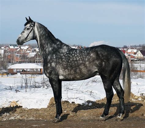 Orlov Trotter Horse Breeds Show Jumping Horses Dapple Grey Horses