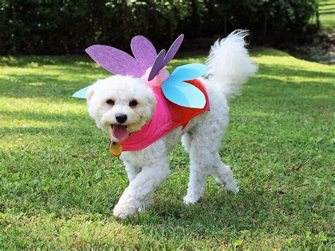 18 Diy Dog And Cat Costumes For Halloween Easy Crafts And Homemade