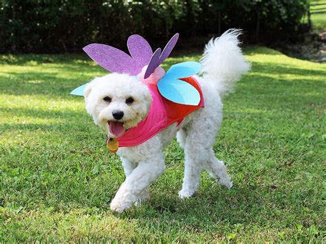 18 Diy Pet Costumes For Halloween Laurelwood Animal Hospital