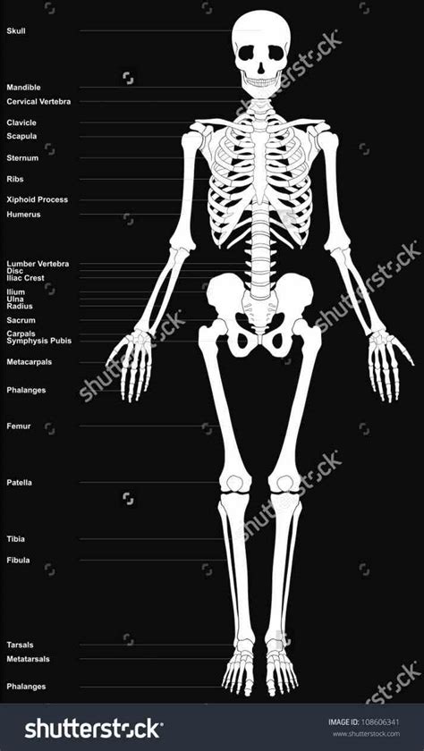 The upper limbs and the lower limbs. Major Bones Of The Human Skeleton Anatomy | MedicineBTG.com