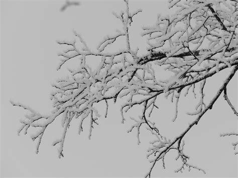 Free Images Tree Branch Snow Winter Black And White