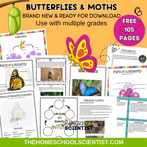 Differences Between Butterflies And Moths Worksheet The Homeschool