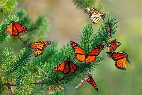 Monarch Butterfly Migration Is Simply Magical Birds And Blooms