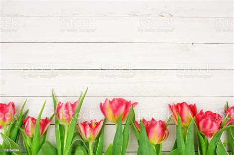 Maybe you would like to learn more about one of these? Pink Tulip Flower Bottom Border Against A White Wood ...