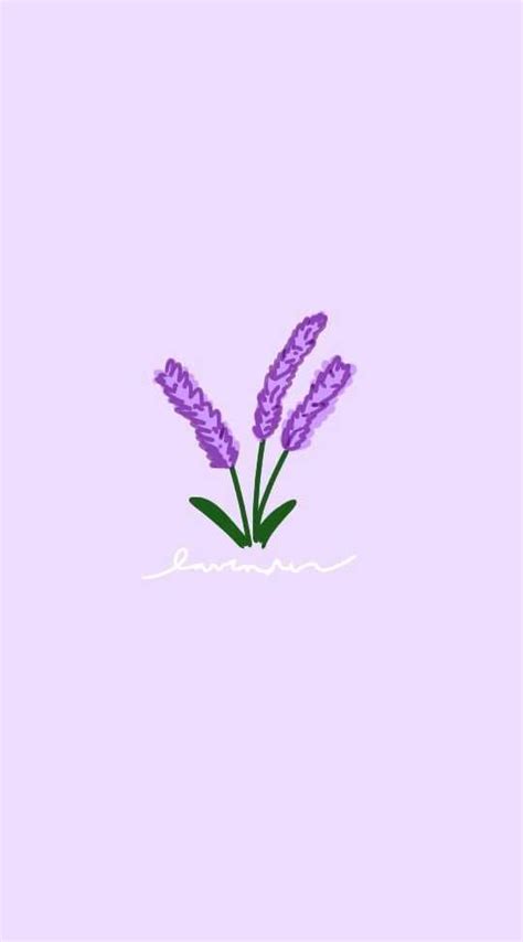 Lavender Wallpaper Nawpic