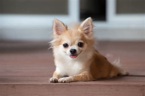 15 Cute Dog Breeds That Stay Small Forever Dallas Vets