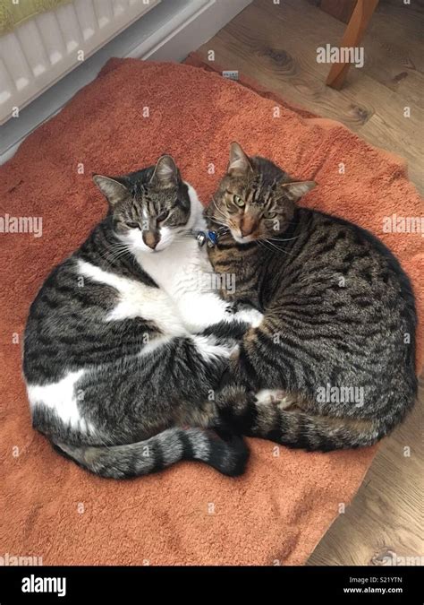 My Two Cats Cuddling Together Stock Photo Alamy