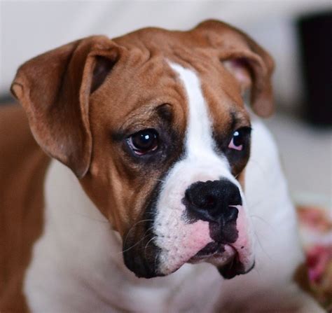 Cute Boxer Puppies Cute Boxers Boxer Puppy Dogs And Puppies Boxer