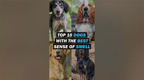 Top 10 Dog Breeds With Best Sense Of Smell Youtube