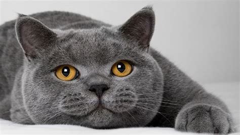 Cat Chronicles Meet The British Shorthair Our Cat Of The Week