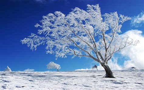 Abstract, black and white, monochrome. Beautiful Background Winter, Snow, Tree Hd Wallpaper ...