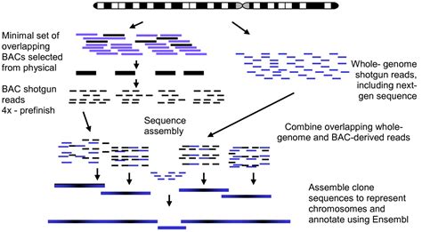 Shotgun Sequencing Mmg 233 2014 Genetics And Genomics Wiki Fandom