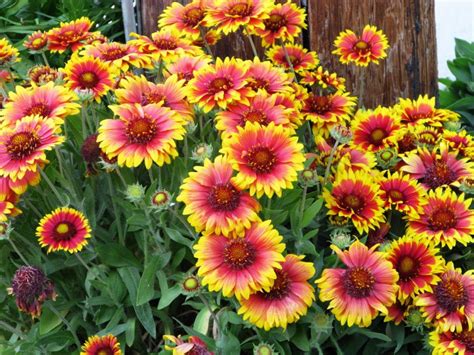 21 Low Maintenance Perennials To Plant This Year Easy Perennials