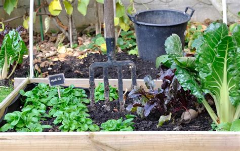 How To Plan Your Garden Layout Umbel Organics