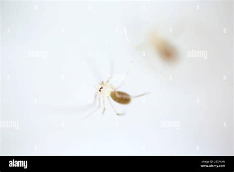 Newly Emerged Daddy Long Legs Spiders Pholcus Phalangioides In A Home