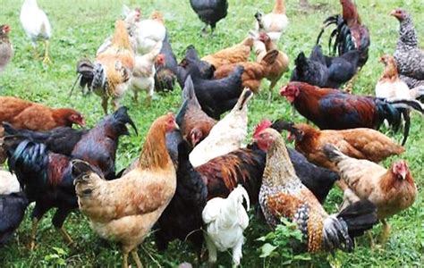 Native Chicken Farming In The Philippines How To Raise Native Chicken