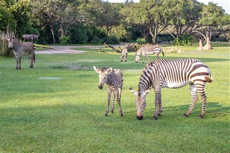 Disneys Animal Kingdom Welcomes Two Baby Zebras To Kilimanjaro Safaris