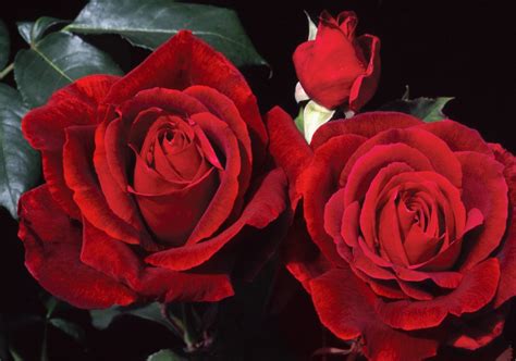 Top 10 Best Roses Birds And Blooms
