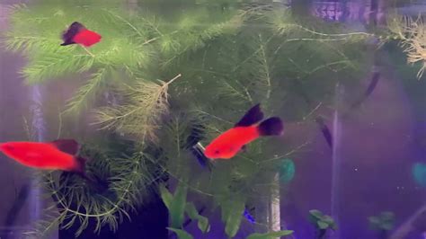 Arnoldi Red Wag Swordtails Youtube