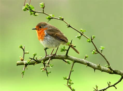 Maybe you would like to learn more about one of these? Die häufigsten Gartenvögel (Teil 3) | ZooRoyal Magazin