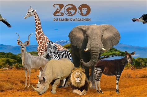 Provided to youtube by django music & publishing dierentuin · dd company peuterplaat ℗ django music & publishing vof released on: Dierentuin Zoo Bassin d'Arcachon in Aquitaine ...