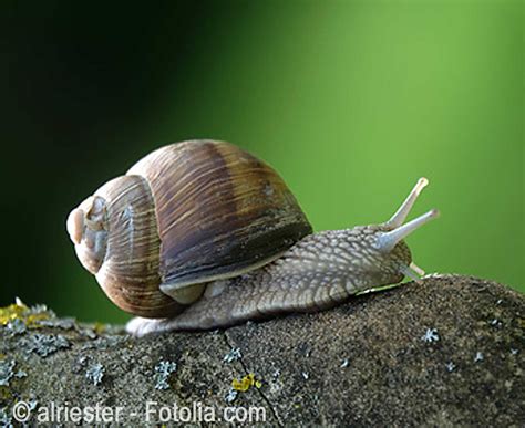 Découvrez les ingrédients, ustensiles et étapes de préparation. L'escargot de Bourgogne
