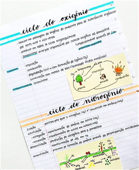 Mapas Mentais Sobre CADEIA ALIMENTAR Study Maps