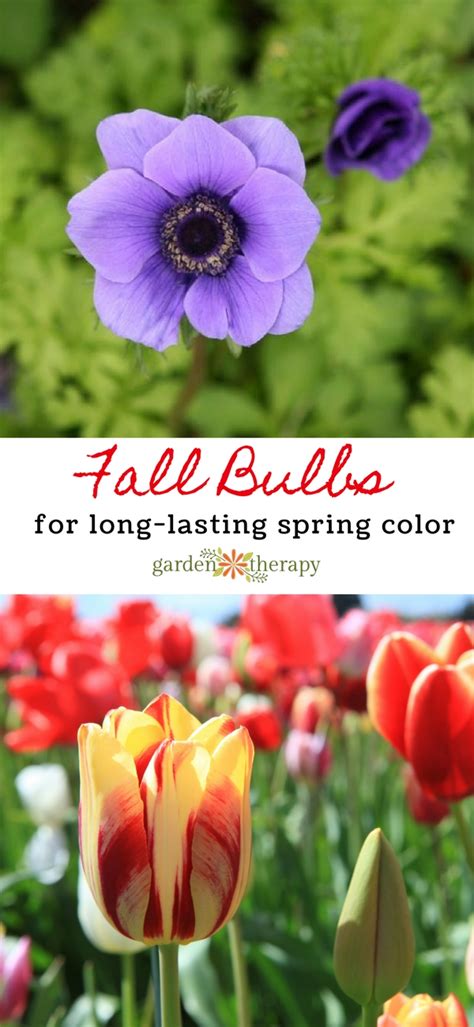 Five Fall Bulbs To Plant For Long Lasting Spring Colour