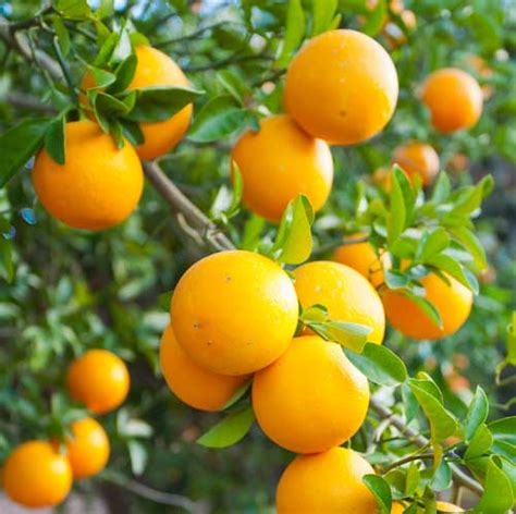 Valencia Orange Tree For Sale Compare Best Prices Top Nurseries